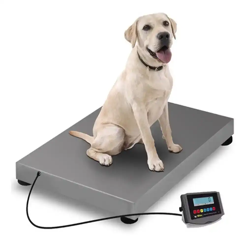 can-dong-vat-tai-benh-vien-thu-y-canthieny